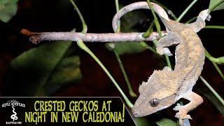 CRESTED GECKOS LEACHIES and other reptiles AT NIGHT New Caledonia 2018 [upl. by Anirahtak]