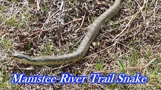 Snake on the Manistee River Trail in Michigan  Eastern Hognose [upl. by Sihtam]