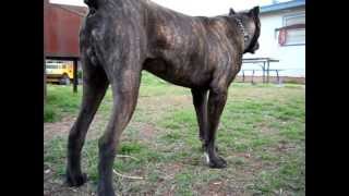 quotMajorquot Cane Corso Italian Mastiff [upl. by Seugram170]