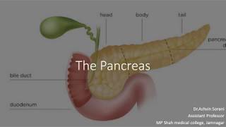 Exocrine pancreas [upl. by Donavon417]