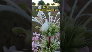 look what i found Morina longifolia a rare one of kind village nature [upl. by Ardnasela]