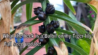 What the heck is this on my lilies Bulbils Fall seed starter update [upl. by Malamut58]