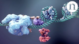 CRISPR Gene editing and beyond [upl. by Lewison]