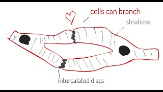 Muscle Tissue [upl. by Elianore890]