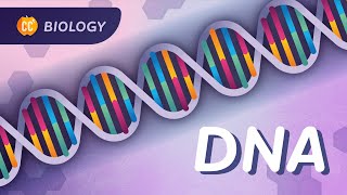 DNA Structure amp Replication Our Instruction Manual for Existing Crash Course Biology 33 [upl. by Nnairda]