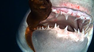 Porbeagle Shark fight back [upl. by Haral]