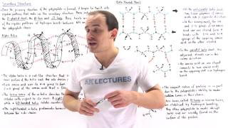 Secondary Structure of Proteins [upl. by Aros501]