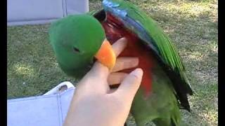 Eclectus Parrot Talking [upl. by Adamek]