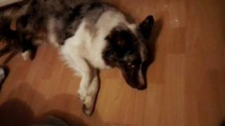 Epilepsie Hund Australian Shepherd Krampf Anfall [upl. by Lucania648]