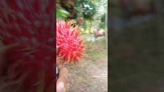 Panen buah rambutan [upl. by Ahsiemal]