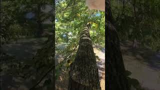 Tree huggers🌳📣🐈 cat catcute youtubeshorts funny cutecat viralshorts insta360 [upl. by Pahl]