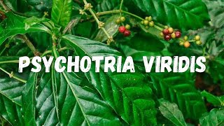 Fazendo mudas de Rainha ou Chacrona para os inscritos Psychotria Viridis [upl. by Neraj]