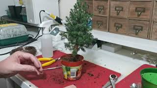 09  How To Bonsai a Chamaecyparis Top Point False Cypress Dec 2022 [upl. by Leohcin]