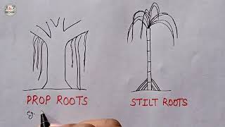 Prop Root  Stilt Root  How to Draw Types of Adventitious Roots  Biology Diagram [upl. by Aieka]