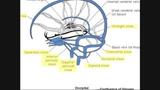 Cranial Sinuses  Anatomy amp Ordered Flow of Venous Blood [upl. by Ahsoyem246]