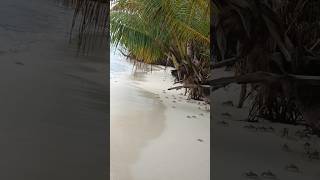 ഞണ്ട് ചാകര  Pure crabby bliss beachvibes shortsfeed shorts treanding viralvideo maldives [upl. by Stacey557]