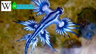 GLAUCUS ATLANTICUS  WikiNature 🍃 [upl. by Miranda]