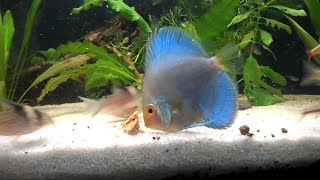 25 Discus amp Corydoras eating Beefheart [upl. by Dorn]