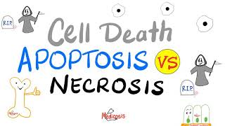 Apoptosis vs Necrosis  Cell Death  Pathology Series [upl. by Anitnerolf]