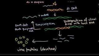 11 Replication of retrovirus [upl. by Yenaled689]