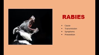 Rabies The Viral Disease Threatening Nairobi Kenya [upl. by Jo-Anne]