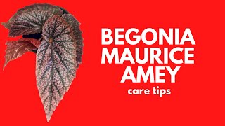 BEGONIA MAURICE AMEY  CARE TIPS [upl. by Nottage328]