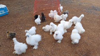 Super Beautiful Silkie Chicken  Chicken Farm [upl. by Airoled]