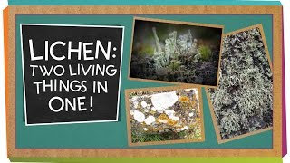 Lichen Two Living Things In One  Biology for Kids [upl. by Goldner108]