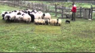 Tres cachorritos de Kelpie Australiano [upl. by Dadelos382]