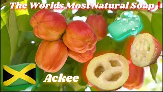 Ackee Soap  Unripe Jamaican🇯🇲 Ackee Recipe YJ Aye Nature Life 2024 [upl. by Neelram343]