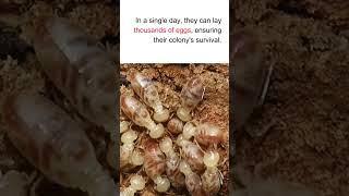 Some termite queens can live up to 30 years and lay thousands of eggs each day termite [upl. by Vrablik402]