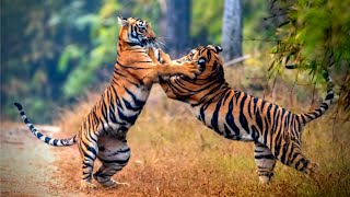 Nature is Metal  Two Tigers FIGHT [upl. by Naj]