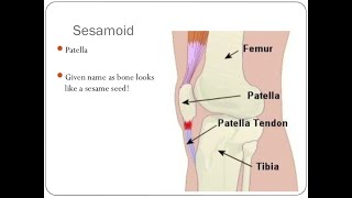 Examples of Sesamoid Bones and the Name of Tendons of Muscles within which they develop [upl. by Ashelman]