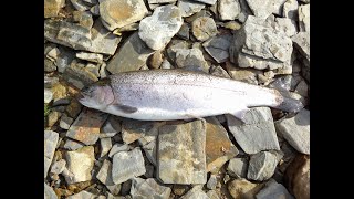 A morning fishing Llyn Brenig North Wales with Rhyl and St Asaph Angling Association [upl. by Daitzman]