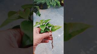 Growing bougainvillea plant from cutting propagation bougambilia subscribe shortsfeed [upl. by Hauge292]