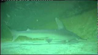 Electroreception in Sharks [upl. by Leaj]