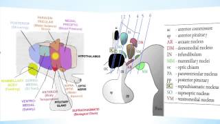 Hypothalamus Part 1 [upl. by Renwick]