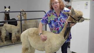 Body Condition Scoring for Camelids [upl. by Redla]