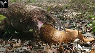 Komodo dragon eating alive goat  Komodo dragon video [upl. by Juliano5]