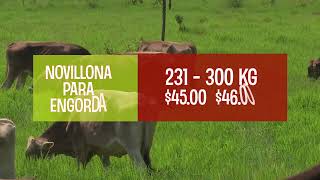 Precios del Ganado y Leche Julio 2024 [upl. by Eylk]