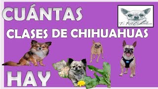 🦊 TIPOS DE CHIHUAHUAS 🐶 🍐 🍏 [upl. by Flor]