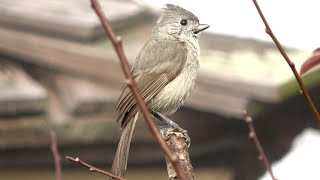 The Oak Titmouse [upl. by Hendry661]