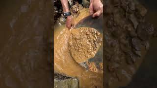 the process of extracting gold under rocks between tree roots [upl. by Ecarret]