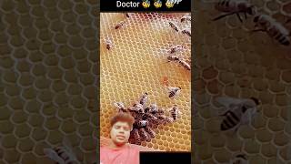 Madhumakkhi doctor beeanimals nature cute amazing queenbee shortvideo shorts doctors queen [upl. by Cordey]