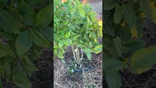 Maclura cochinchinensis Grafted onto Osage Orange Rootstock [upl. by Ellerihs]