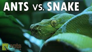 Ants vs Snake [upl. by Dollie152]