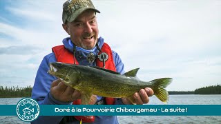 Doré à la Pourvoirie Chibougamau  La suite [upl. by Elatnahs452]