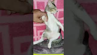 My Hypersomnia kitten😂😊😘 rap music hiphop funny evryone highlights [upl. by Kornher]