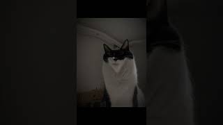 Albus cute cat albus edit goviral funny pets photography smurfcat shorts [upl. by Carvey]