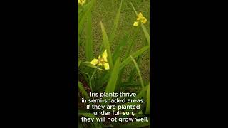 How to design Yellow Walking Iris Trimezia longifolia landscapingdesign [upl. by Coral560]